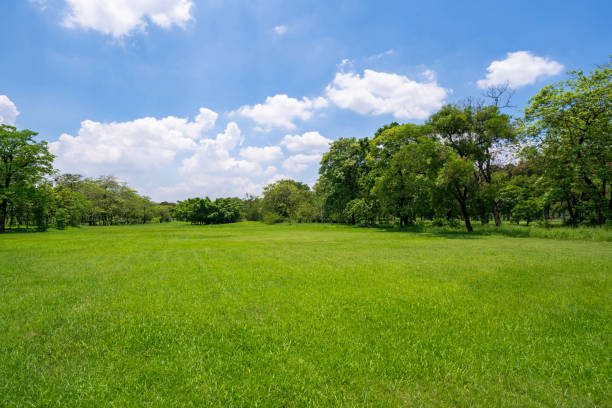 istock Grass and green trees in beautiful park under the blue sky 1067060744