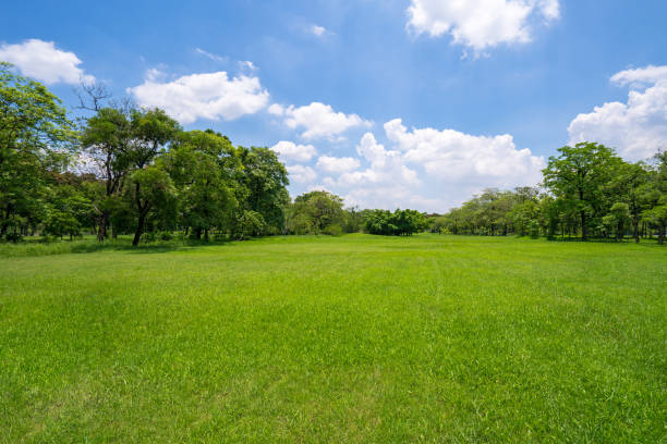 istock Grass and green trees in beautiful park under the blue sky 1067060768