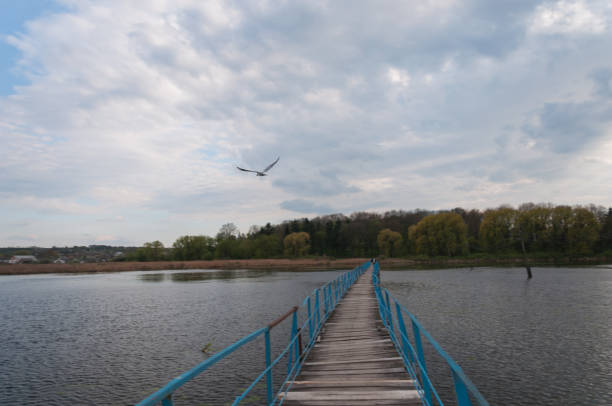 A seagull flying over a lake in Pohrebyshche town, Vinnytsia reg., Ukraine.
