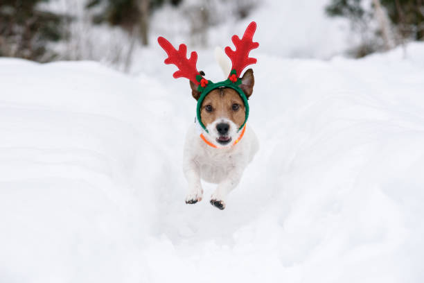 Dog wearing antlers of Christmas reindeer plays in deep snow Jack Russell Terrier running at camera through snow rudolph the red nosed reindeer photos stock pictures, royalty-free photos & images