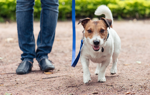 Jack Russell Terrier walking at morning park