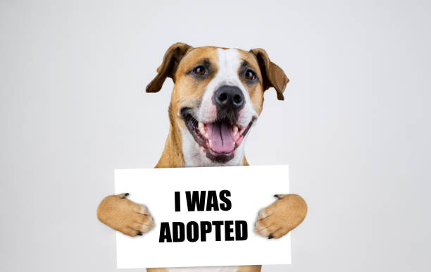 istock Pet adoption concept with staffordshire terrier dog 1067063322
