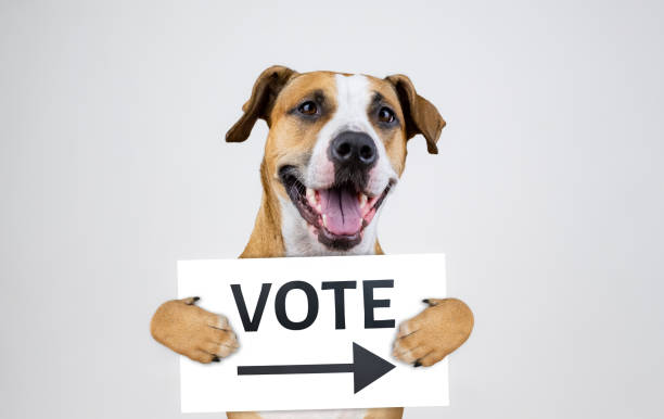 American election activism concept with staffordshire terrier dog Funny pitbull terrier holds "vote" sign in studio background midterm election photos stock pictures, royalty-free photos & images