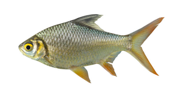 istock Red-tail Tinfoil Barb isolated on white background 1067063818