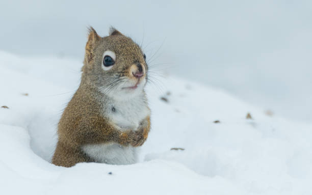 istock Red squirrel (Tamiasciurus hudsonicus) pops up from a hole in the snow. 1067063844