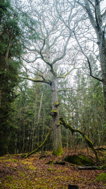 istock Autumn View to the rainy forest. 1067064182