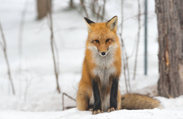 istock Red Fox - (Vulpes vulpes), healthy specimen sits down in the snow. 1067066840