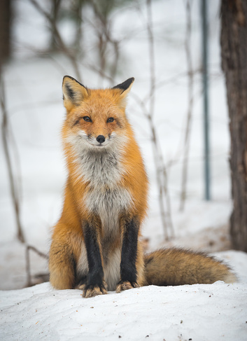 Red Fox - (Vulpes vulpes), healthy specimen sits down in the snow in his wooded habitat.