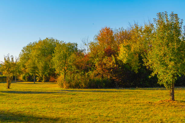 istock Colorful autumn leaves in sunlight in Berlin, Germany 1067072372