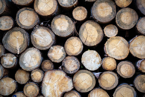 istock woodpile with logs of gray brown tree trunks, background texture 1067074008