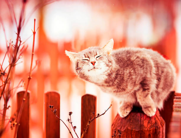 cute striped kitten in Sunny spring garden caresses and smiled