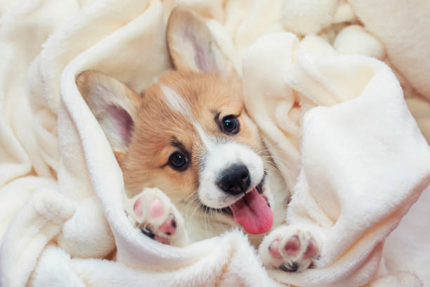 cute homemade corgi puppy lies in a white fluffy blanket funny sticking out his face and paws - pembroke welsh corgi imagens e fotografias de stock