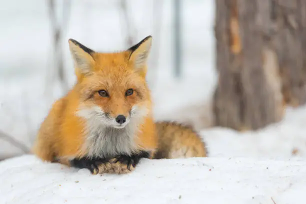 Photo of Red Fox - (Vulpes vulpes), calmly lays down on a small snow covered patch.