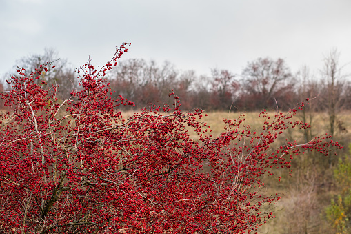 Autumn red berries of a hawthorn tree Crataegus monogyna in a rural landscape. Bright autumn colors.