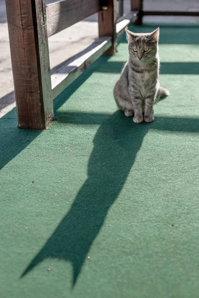 Gray young cat with green eyes siting on green carpet on balcony. Cat shadow.