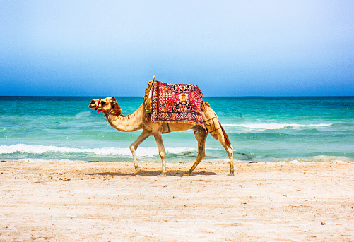 camel is walking on the tunisian beach