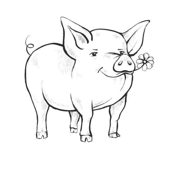 Contour Line Drawing. Coloring for kids. Contour Line Drawing. Coloring for kids. A pig is standing. Cute funny animal eating chamomile flower. Hand-drawn. Cartoon. grunt fish stock illustrations