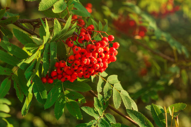 rowan / -eberesche (sorbus aucuparia) beere haufen wächst auf ast - berry fruit fruit ash autumn stock-fotos und bilder