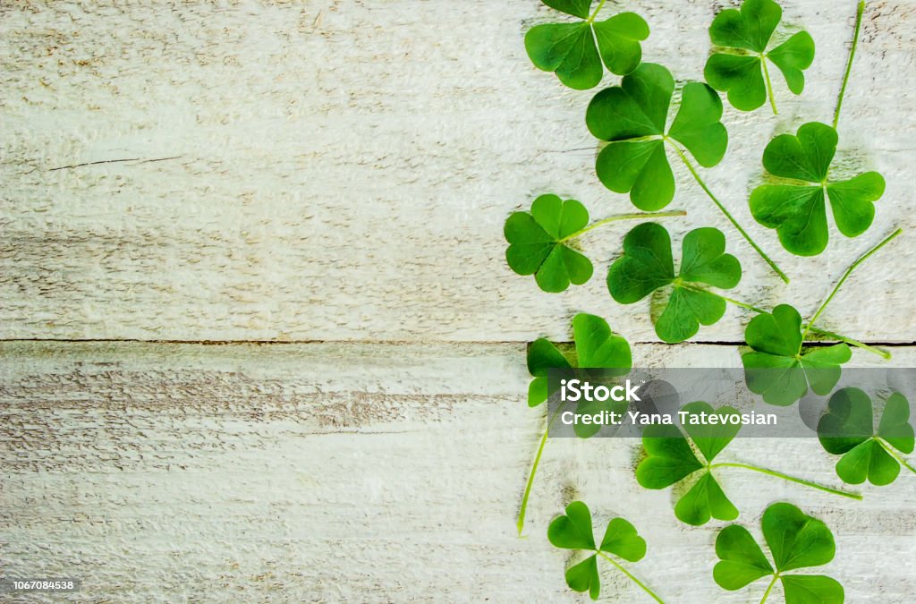 Clover leaf. Happy St. Patrick's Day. Selective focus. Clover leaf. Happy St. Patrick's Day. Selective focus. nature. St. Patrick's Day Stock Photo