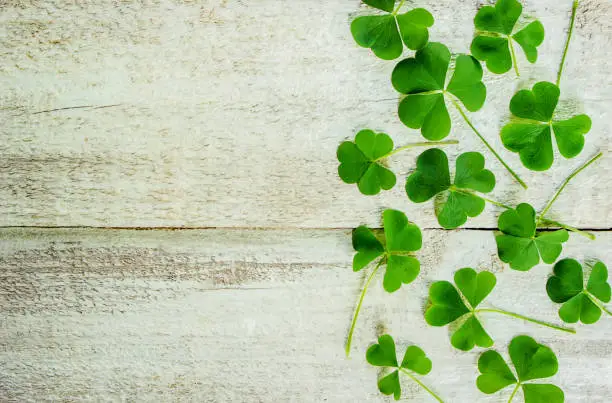 Clover leaf. Happy St. Patrick's Day. Selective focus. nature.