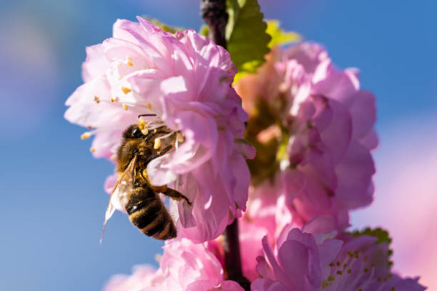 istock Honeybee on purple flower looking for nectar during spring 1067086950