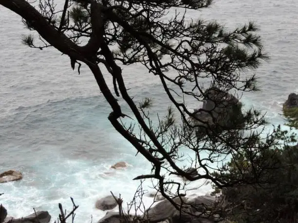 pine branch above the sea shore