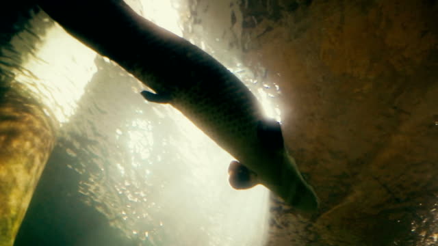 Underwater Alligator gar fish swimming in water.