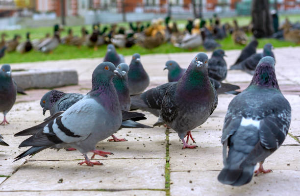 istock Group of gray pigeons in a city park. 1067087708