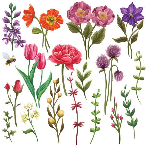 Huge collection of floral elements. Contains tulips, peonies, clever, clematis, leaves and branches clematis stock illustrations