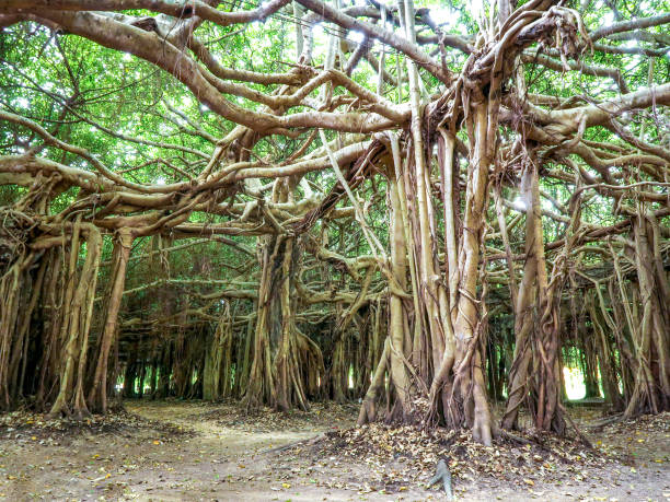 istock Sai Ngam Banyan tree in  Phimai district, Nakhon ratchasima, Thailand 1067089428