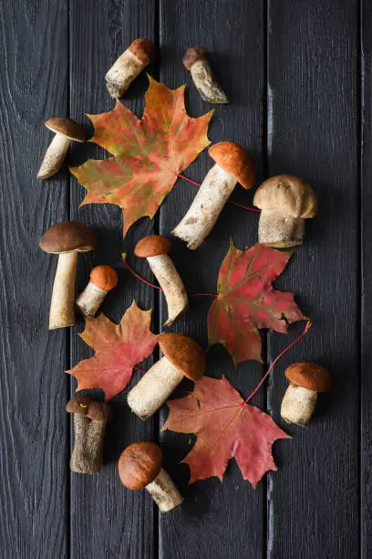 Autumn still-life flatlay. Red maple leaves and wild porcini mushrooms on black burnt wood background