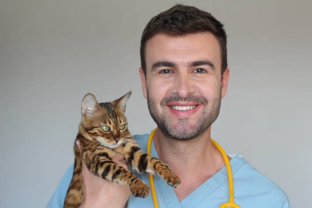 istock Healthcare worker examining cat with kindness 1067090786