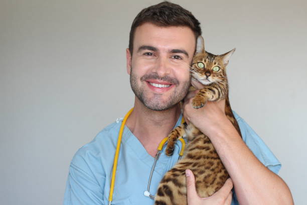 istock Healthcare worker examining cat with kindness 1067090794