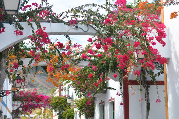 カナリア諸島の町の花 - プエルトデルカルメン ストックフォトと画像