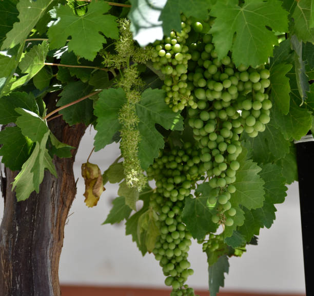 istock bunch of green grapes on the vine 1067097910