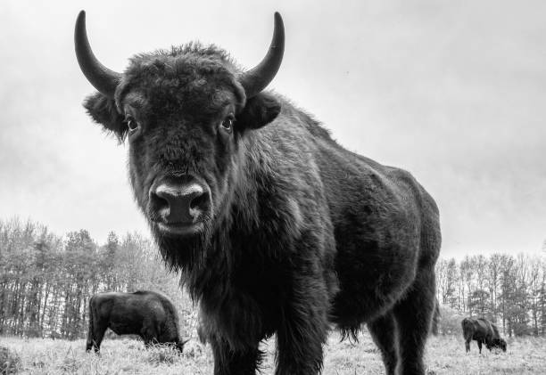 bisonte che guarda nella telecamera - white bison foto e immagini stock