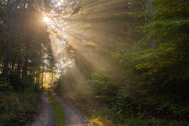istock rays of sunlight illuminating through autumn, foggy forest 1067099312