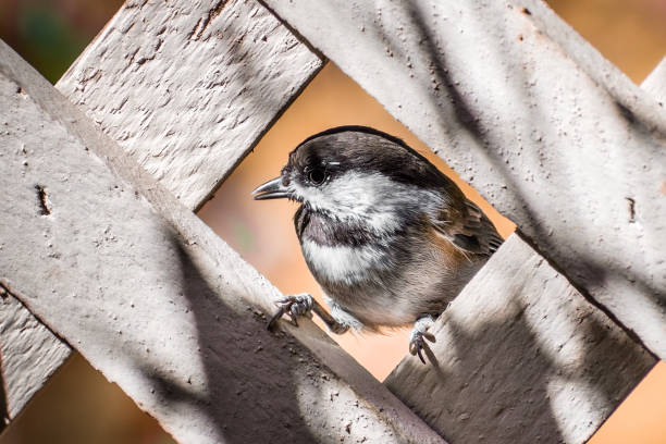 chestnut backed chickadee (poecile rufescens) - bird chickadee animal fence imagens e fotografias de stock