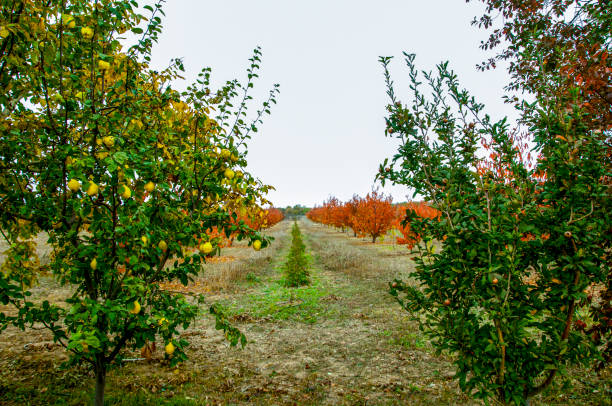 秋のベリー - cherry tree tree autumn multi colored ストックフォトと画像