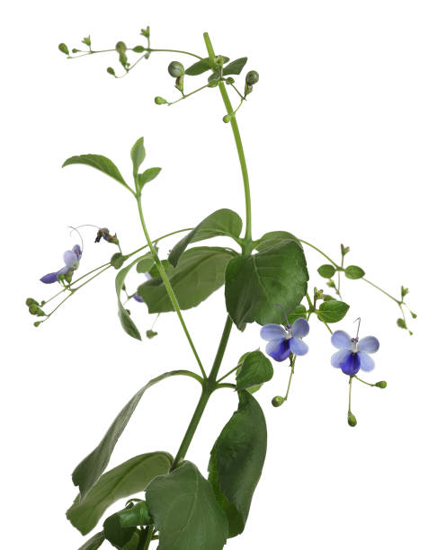 istock Butterfly Bush, Rotheca myricoides isolated on white background 1067102736
