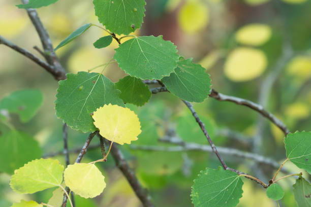 aspen común, hojas de populus tremula en ramita en otoño - álamo árbol fotografías e imágenes de stock