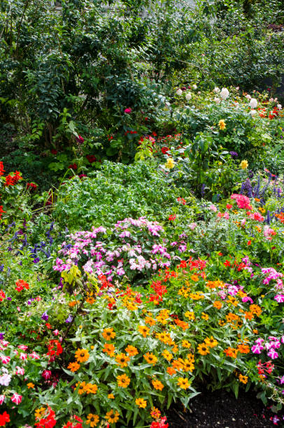 istock Spectacular Autumn flowering plants 1067104164