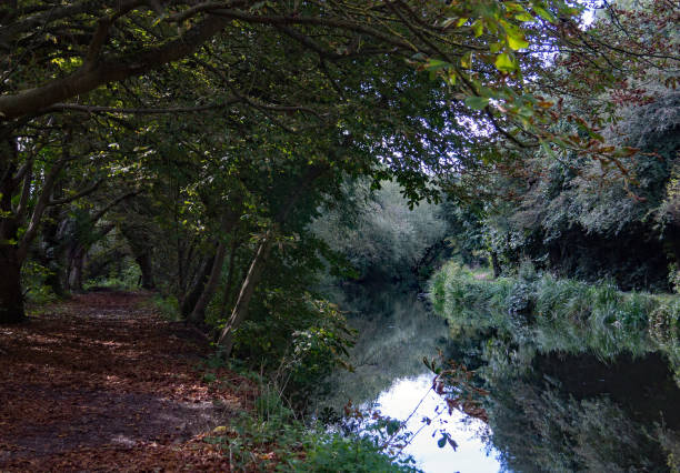 The River Stort in Harlow Essex. The River Stort in Harlow Essex, the tree lined path showing Autumn and the opposite bank with the Towpath remains in full summer mode. harlow essex stock pictures, royalty-free photos & images