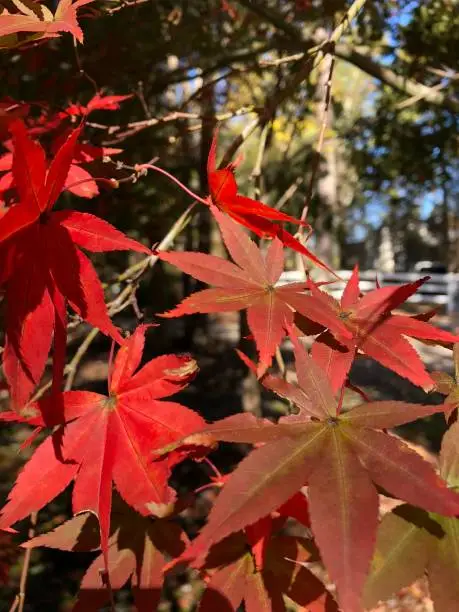 The red Autumn color of these elegant leaves is simply stunning and captures the essence of Autumn.