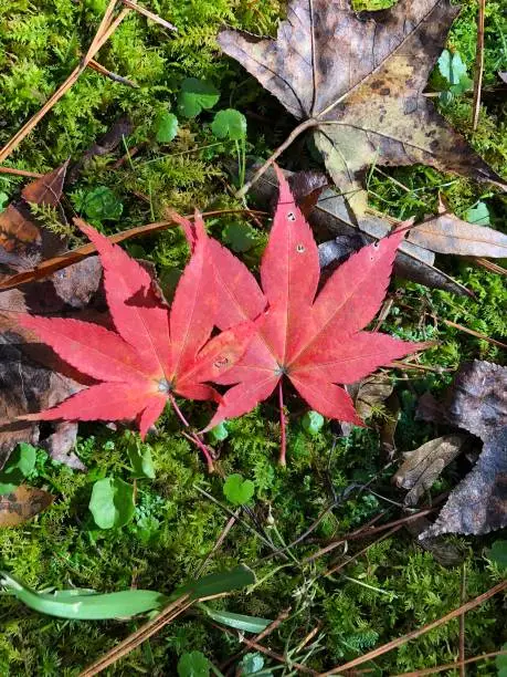 Two delicate Japanese Maple Tree leaves lying on a woodland forest floor of moss. The red Autumn color of these elegant leaves is simply stunning and captures the essence of Autumn.
