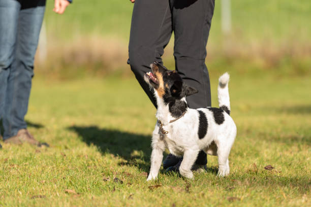istock perfekt heelwork with an small cute jack Russell Terrier dog 1067113482