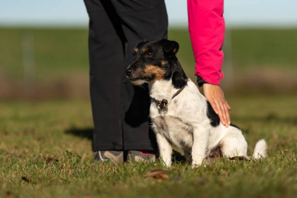 istock perfekt heelwork with an small cute jack Russell Terrier dog 1067113608