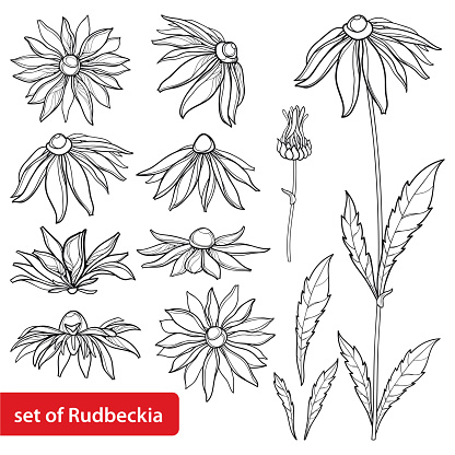 Vector set with outline Rudbeckia hirta or black-eyed Susan flower bunch, ornate leaf and bud in black isolated on white background. Contour Rudbeckia for summer design and coloring book.