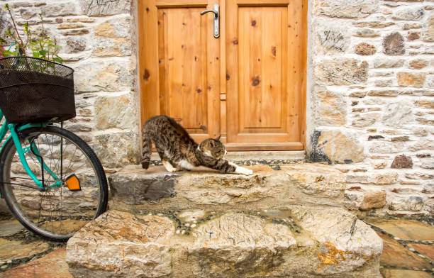 istock Stray cats. Turkey Mugla Datca stray cats. 1067115514