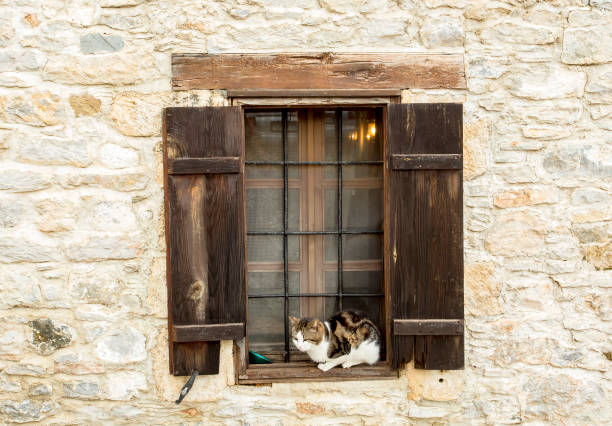 istock Stray cats. Turkey Mugla Datca stray cats. 1067115748